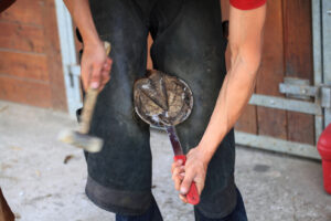 How to Feed for Healthy Hooves