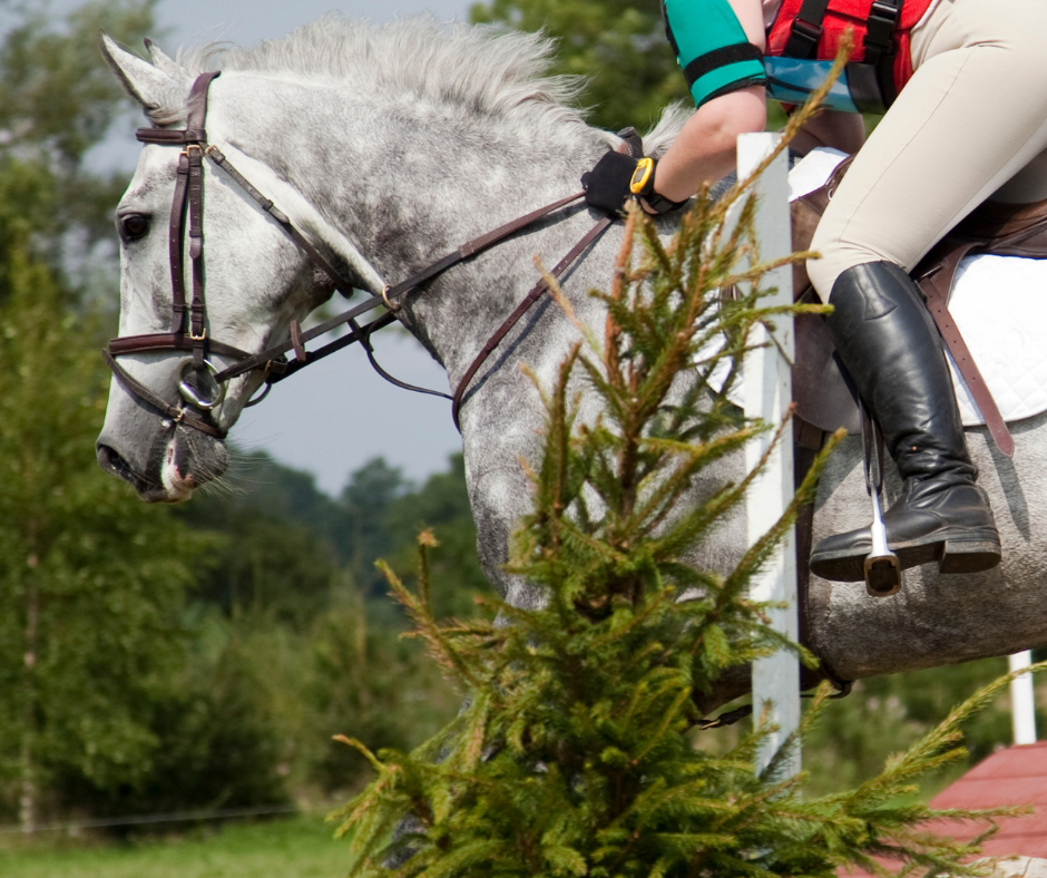 DNA test identifies Traditional Irish Horses