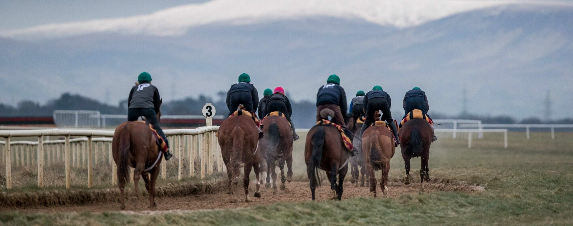 Horses can have individual responses to stress: Latest published research findings
