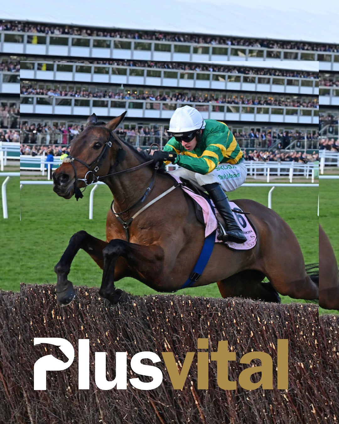 Gavin Cromwell Shines at Cheltenham Festival with Gold Cup Glory