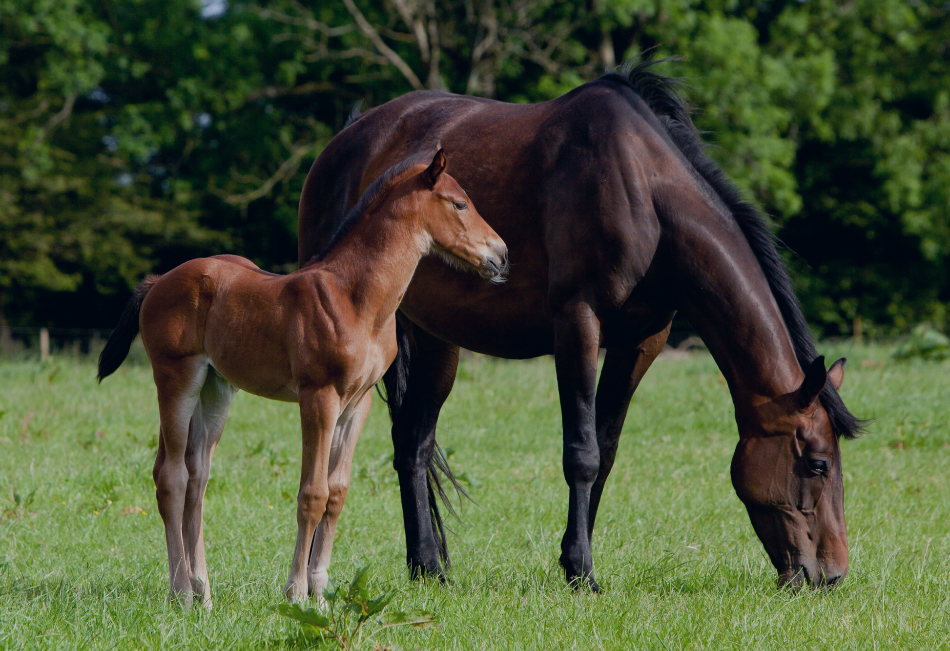 Managing The Transition To Spring Grass: A Guide For Horse Owners
