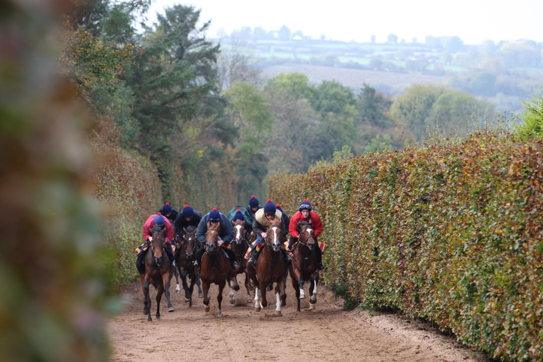 Stressed out: New insights for racehorse welfare from cutting-edge genomics research