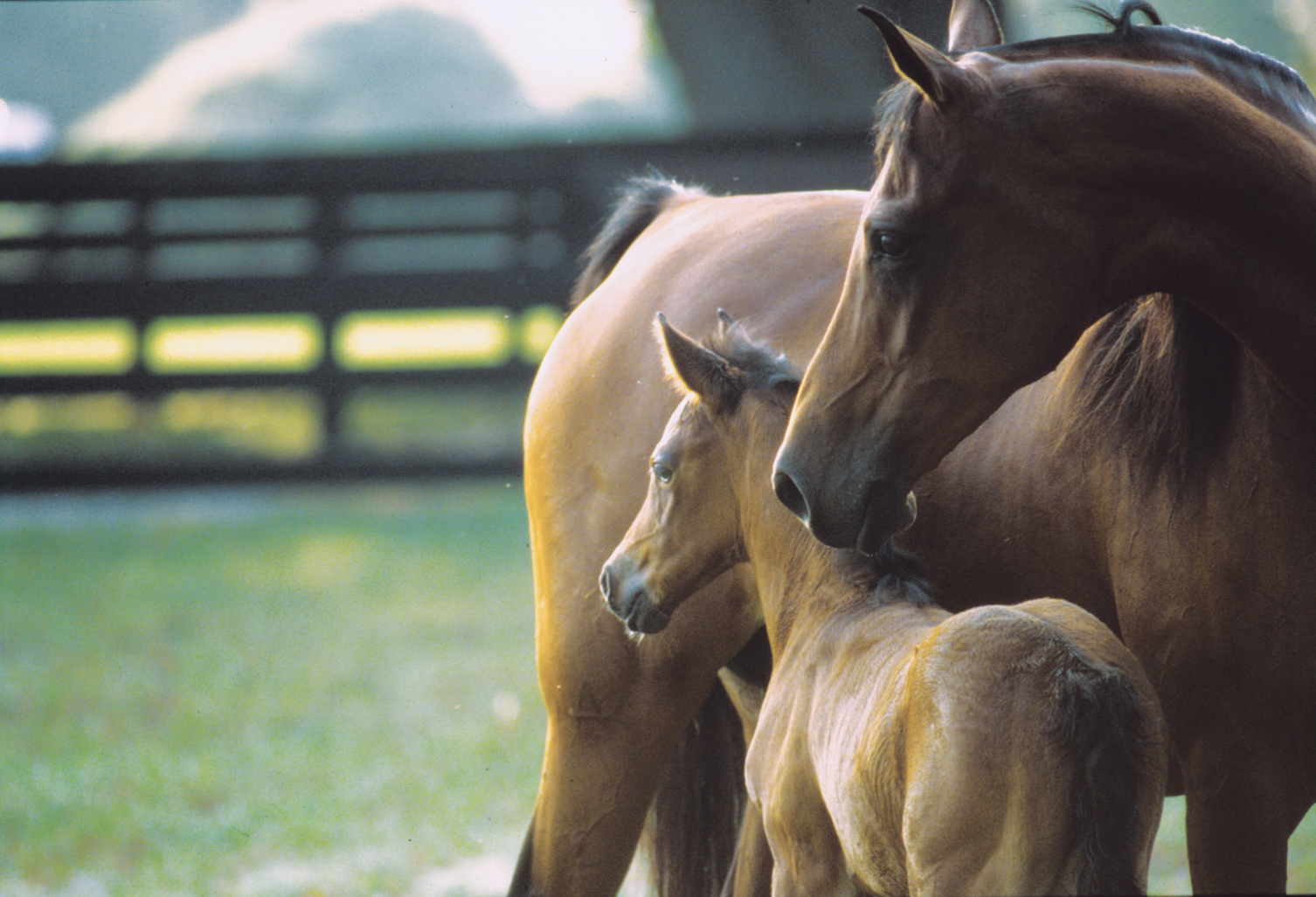 Research Shows Inbreeding Is Increasing Rapidly Among Thoroughbred Racehorses