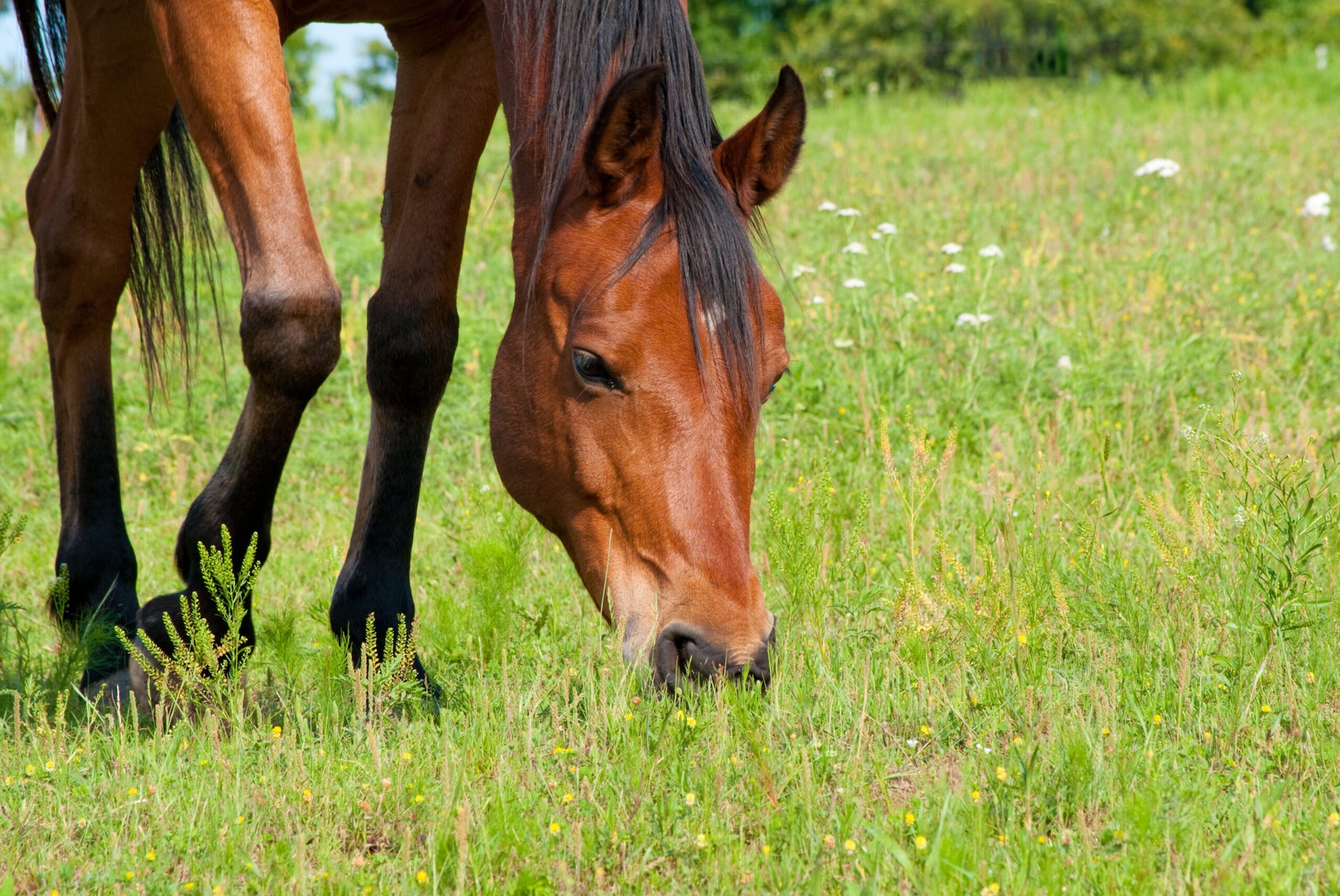 Nutrigenetics in Horses: The Next Step in Equine Nutrition?