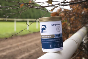 MicroActive CoQ10: The Special Ingredient In Plusvital’s EnerGene-Q10
