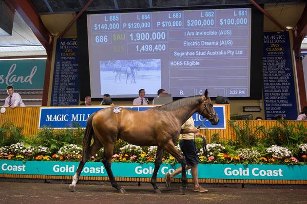 Segenhoe Stud Sell AU$1.9 Million Plusvital-Tested Colt At Magic Millions
