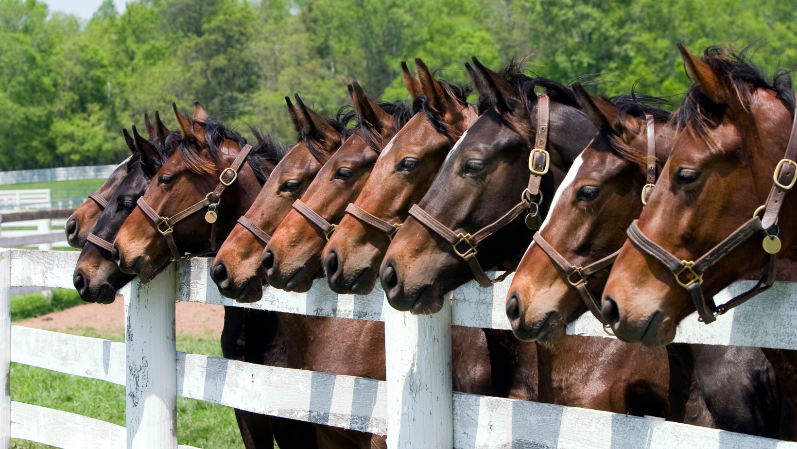 Equine Stress Supplement Support
