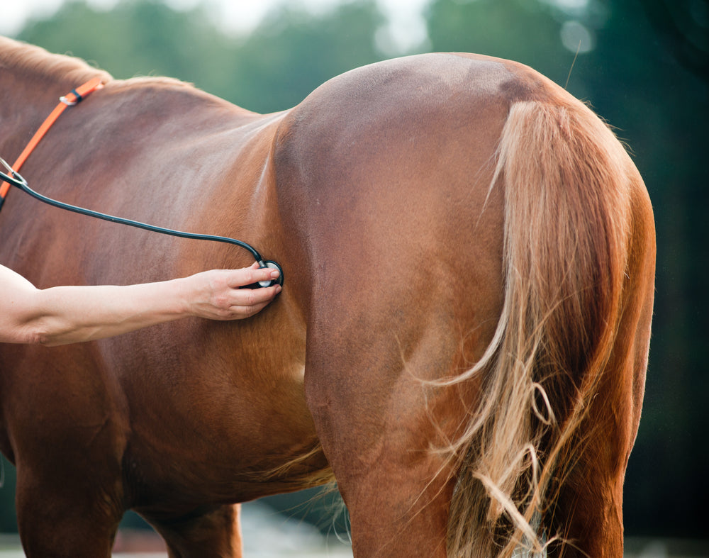 Equine Gastric Ulcer Syndrome (EGUS): Causes And How To Prevent It