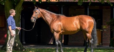 Cracksman’s C:C Speed Gene Designation – How Can It Be?