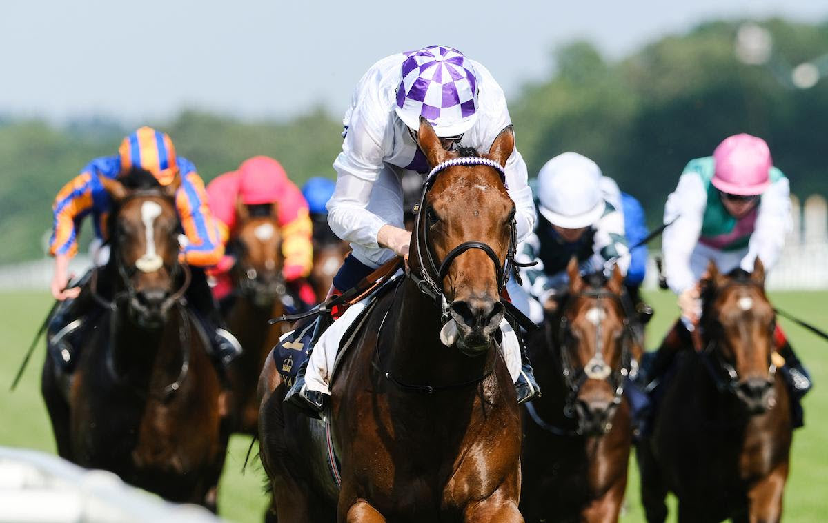 Poetic Flare wins St James’s Palace Stakes for Plusvital Ambassador Jim Bolger