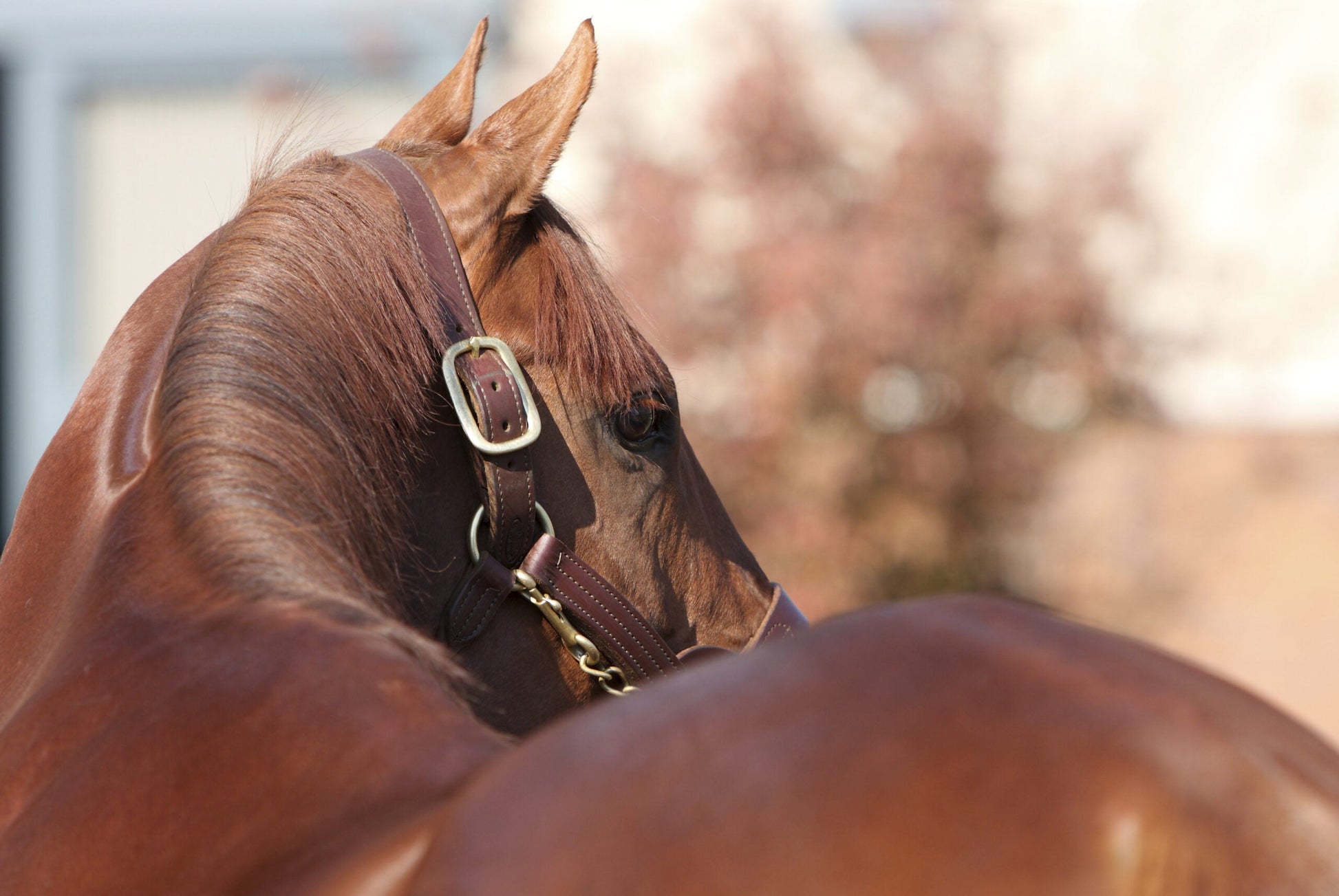 Equine Care Range