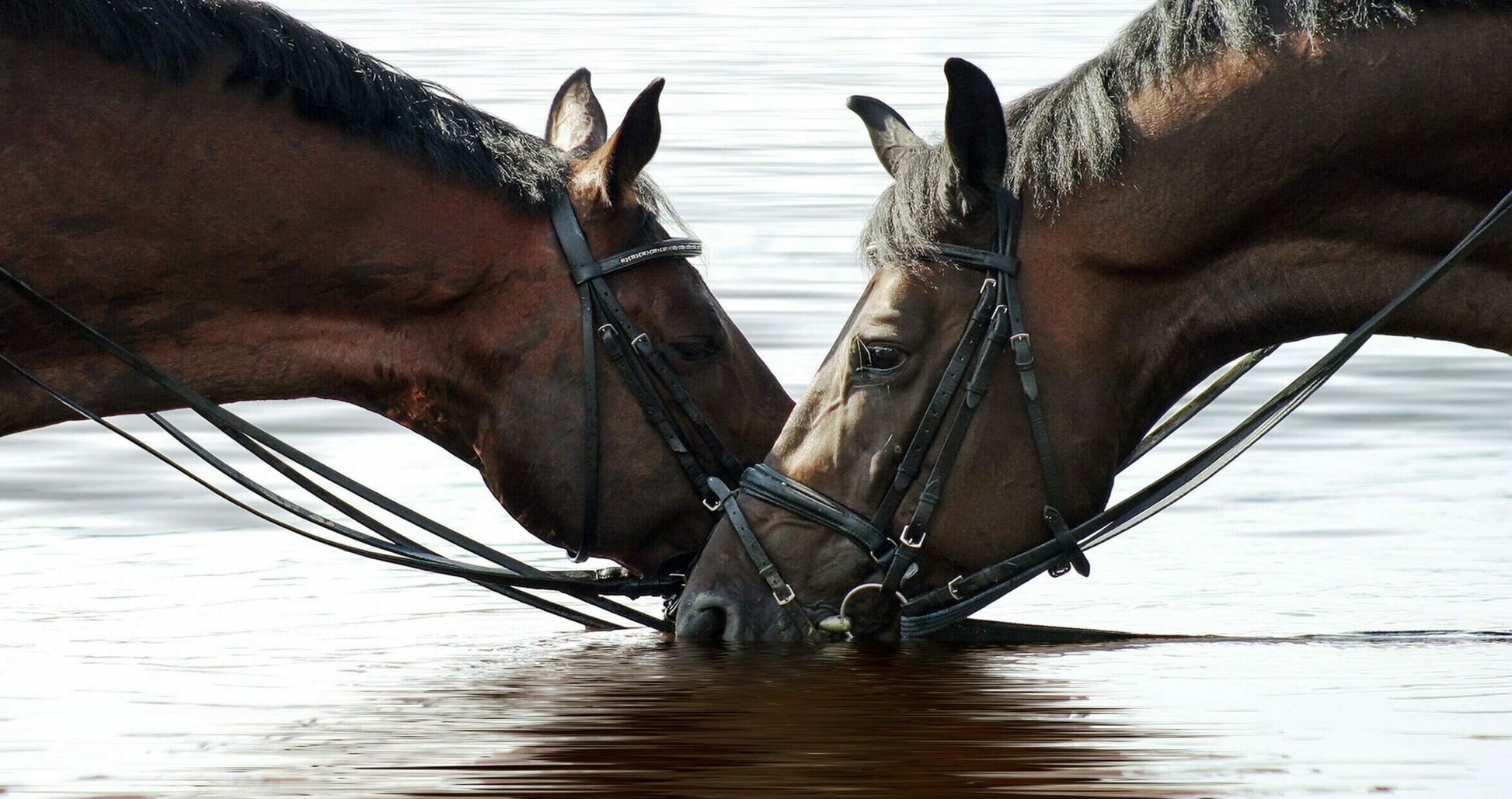 Equine Support Supplements Range