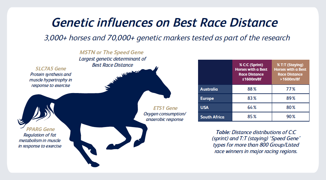 The ‘Speed Gene’ Is The Main Determinant Of Race Distance