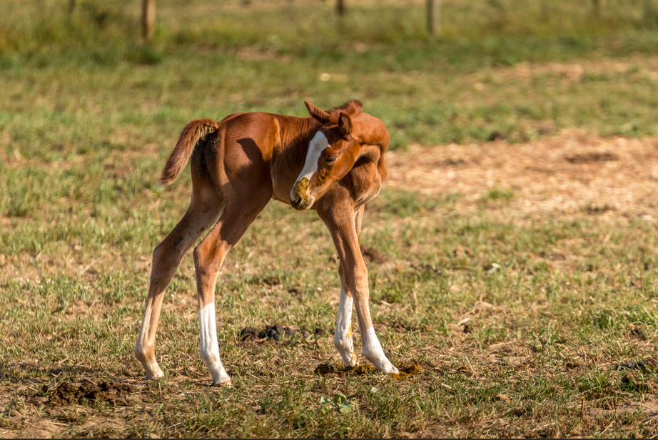 Foal Diarrhoea: Causes, Management and Support