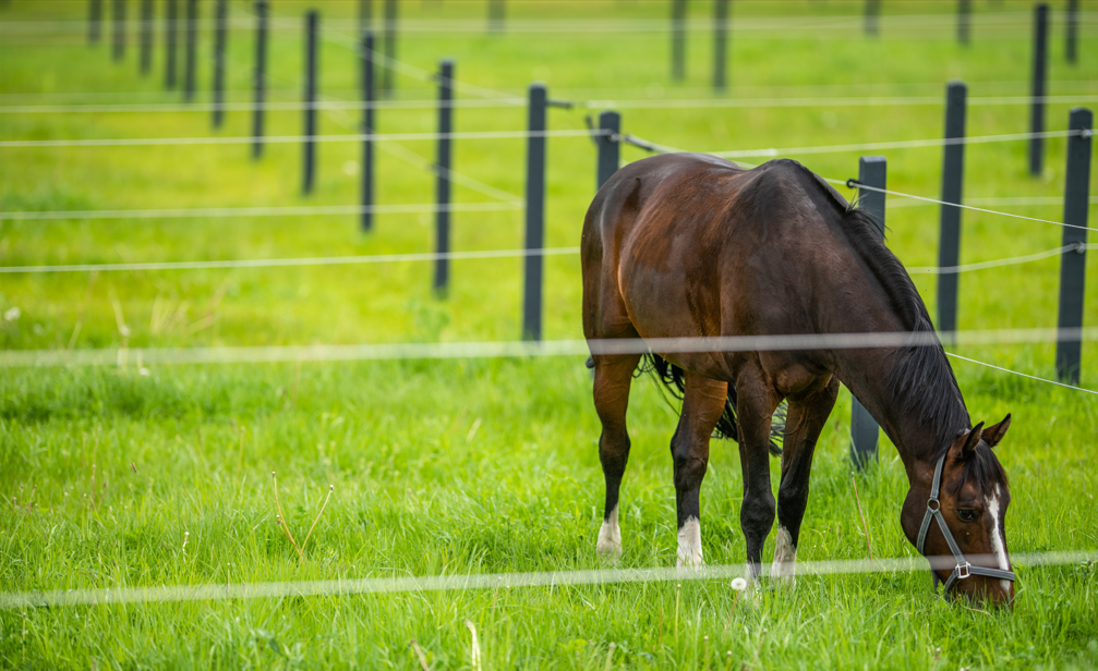 Spring Silly Season: Why Horses Get Fresh on Spring Grass