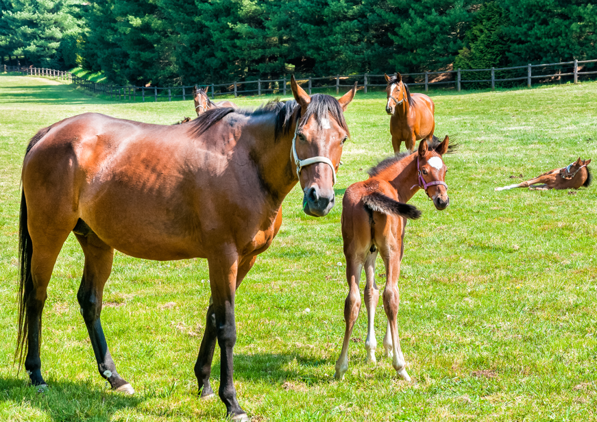 Osteochondritis Dissecans in Young Horses: The Role of Targeted Nutritional Support in Conservative and Post-Surgical Management