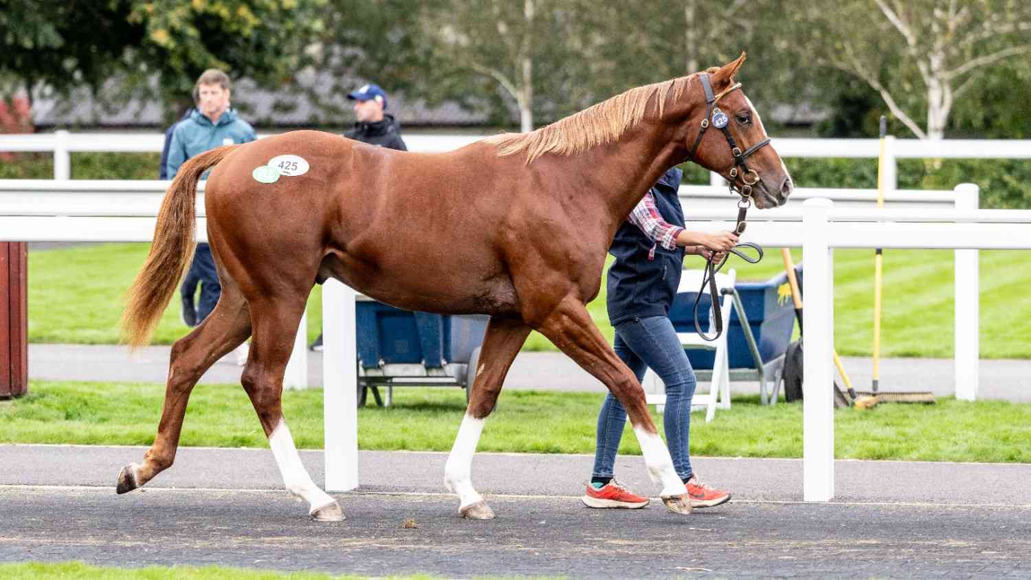 Sales Preparation for Thoroughbred Foals & Yearlings