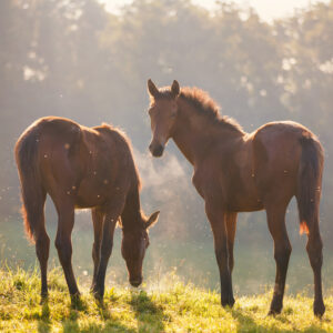 Support weanlings with Plusvital Breeding Robust