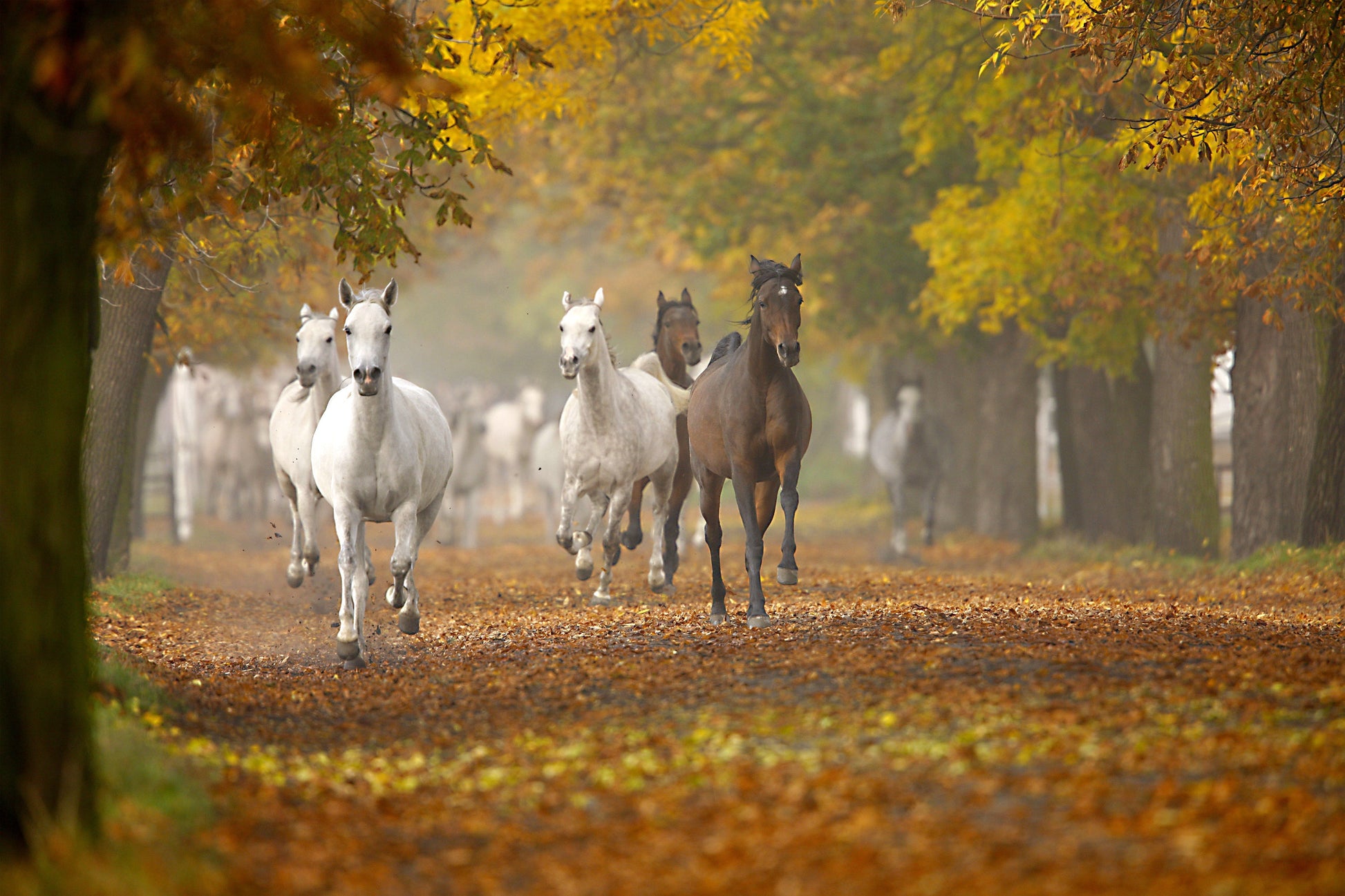 Autumn Hoof Care for Horses: best hoof supplements & breathable hoof barriers