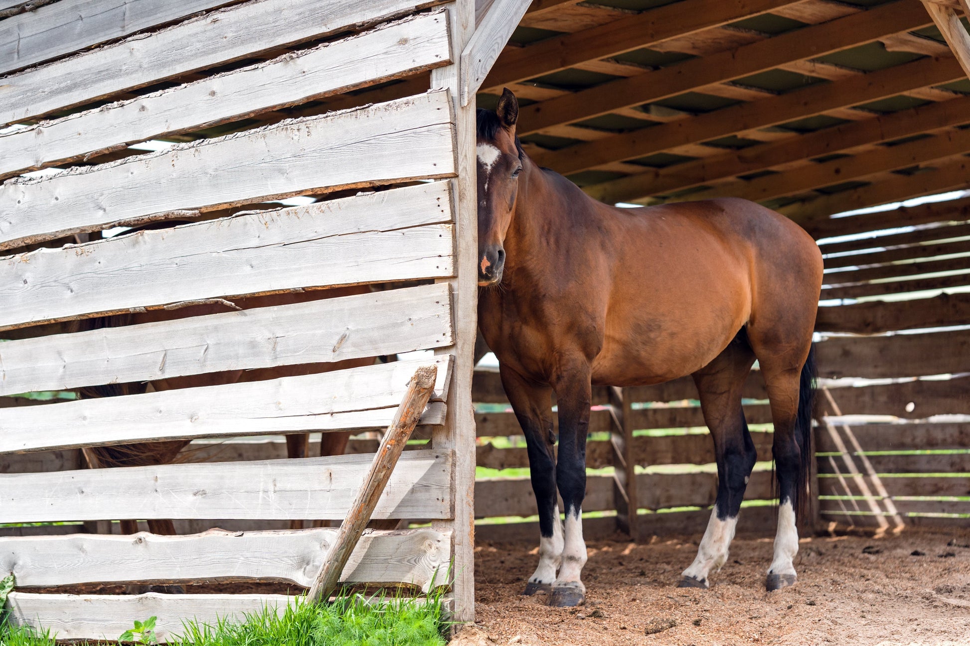 Managing the Barren Mare at the Start of the Breeding Season