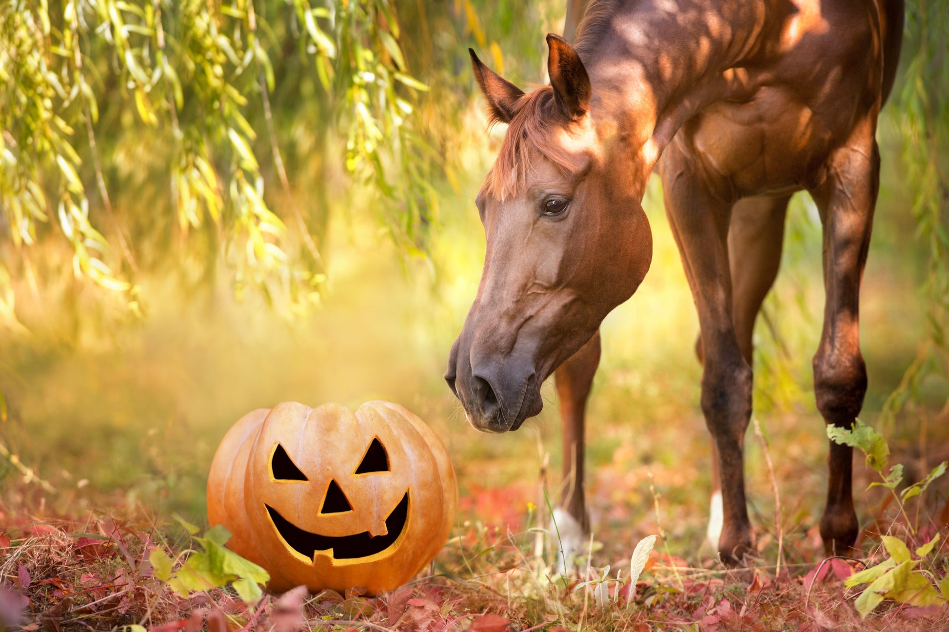 Supporting Your Horse Through Halloween: Calming Nutrition for a Stressful Season