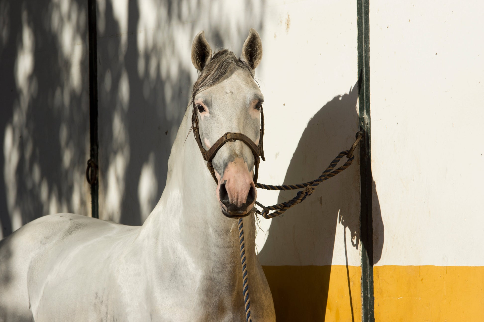 Vitiligo in Horses