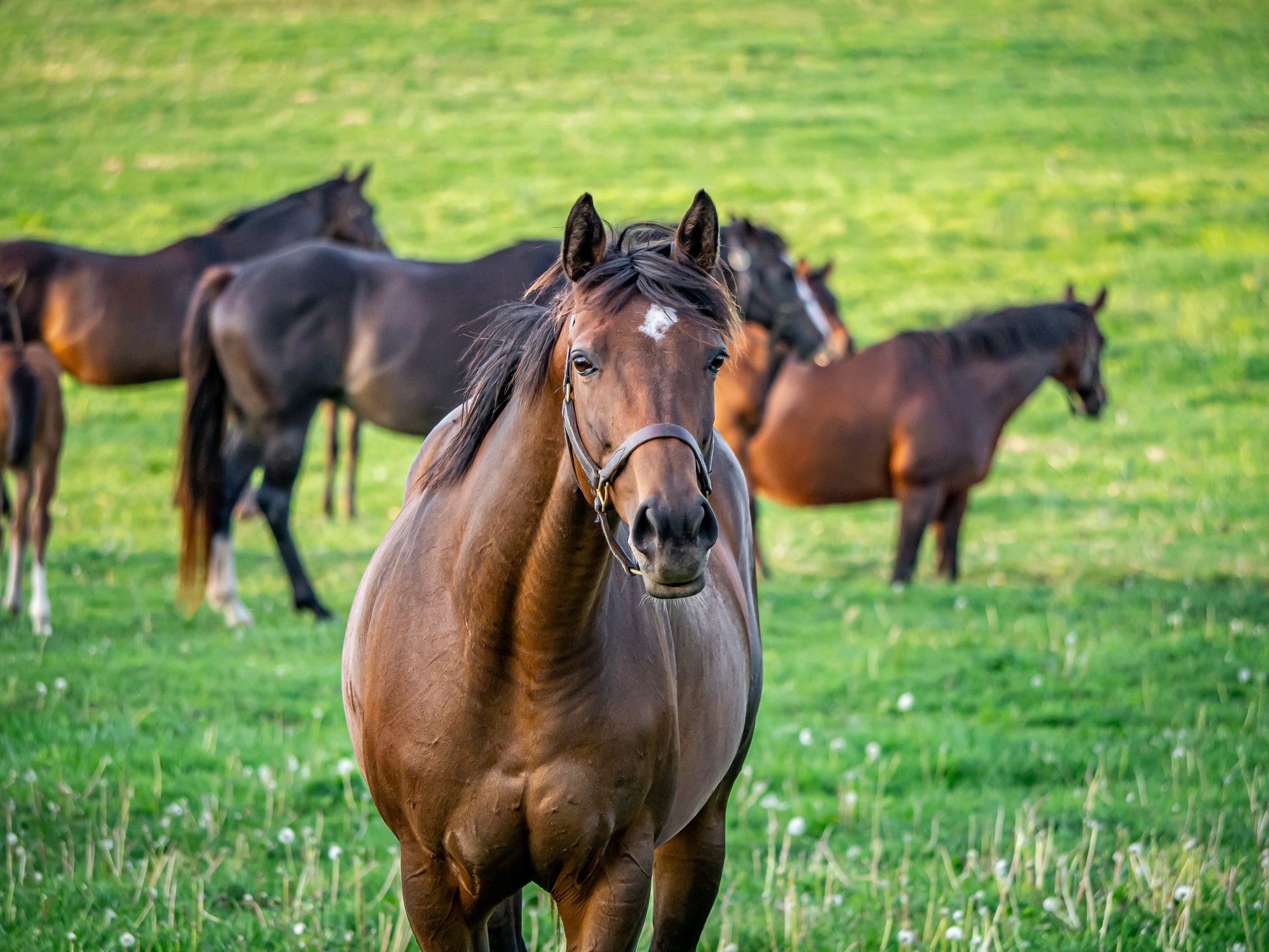 Nutrition of Mares in Late Pregnancy