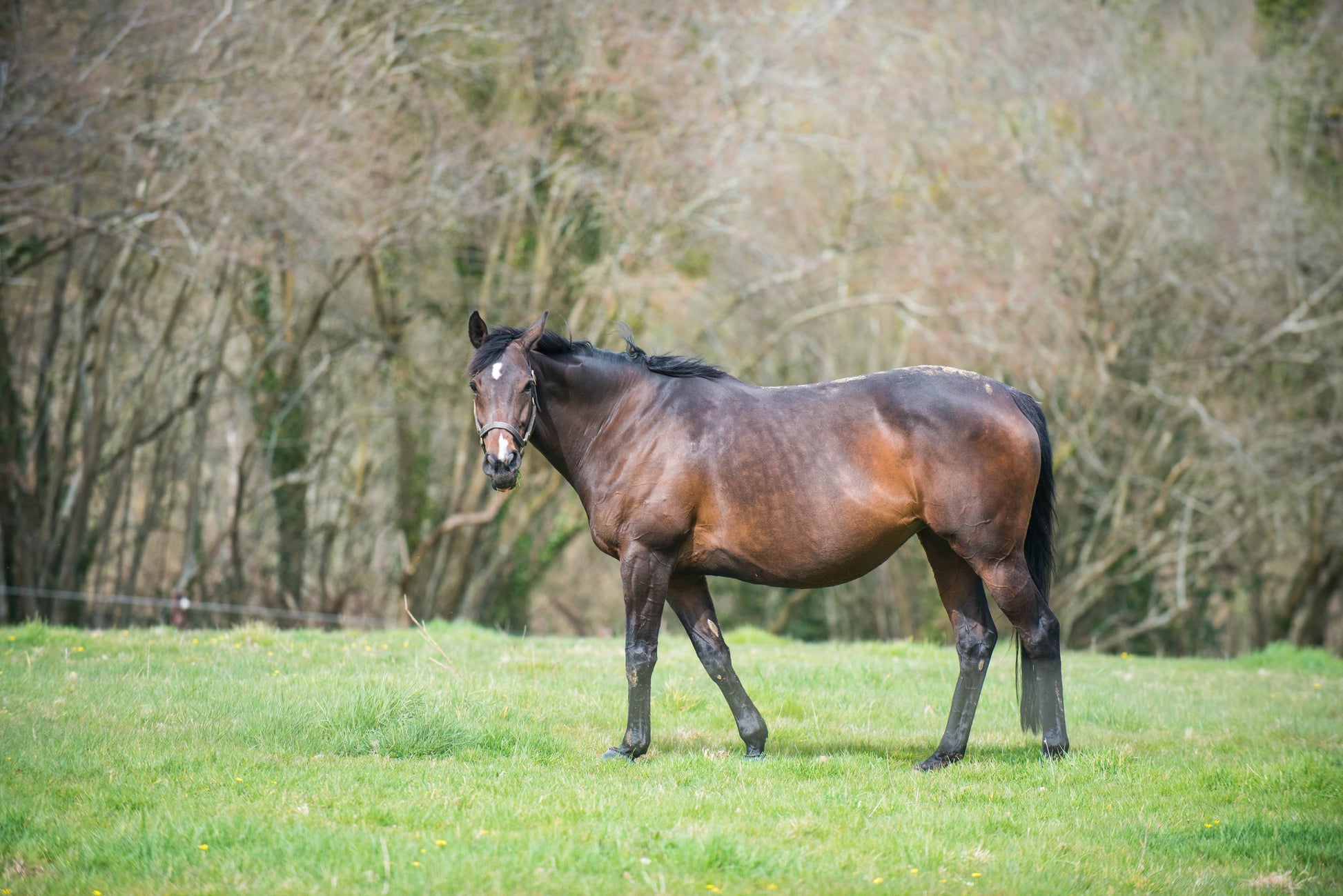 Why Winter Nutrition Matters for Pregnant Broodmares