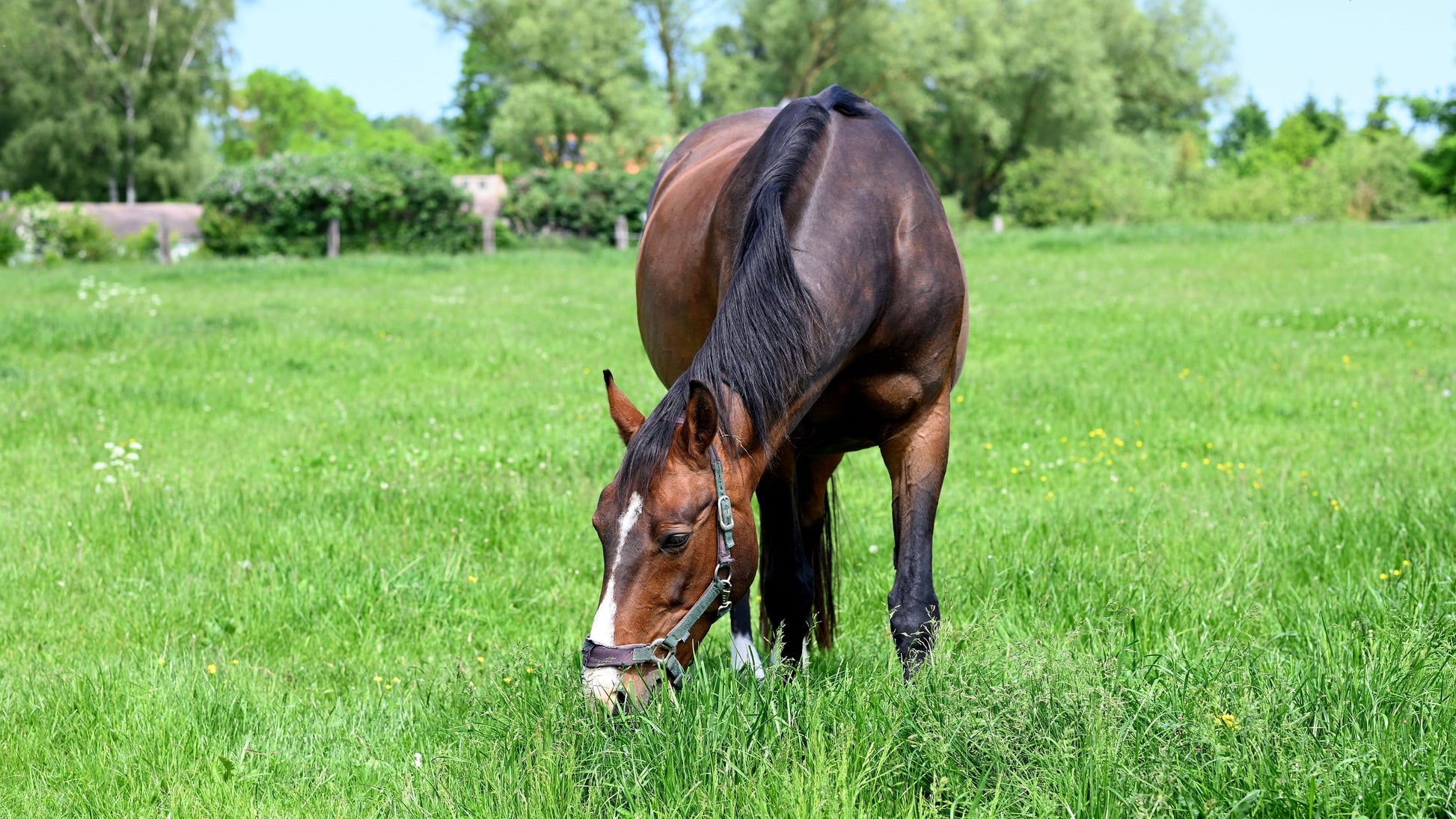Managing Horses on Lush Grass After Rain: Supporting Gut Health During the Autumn Flush