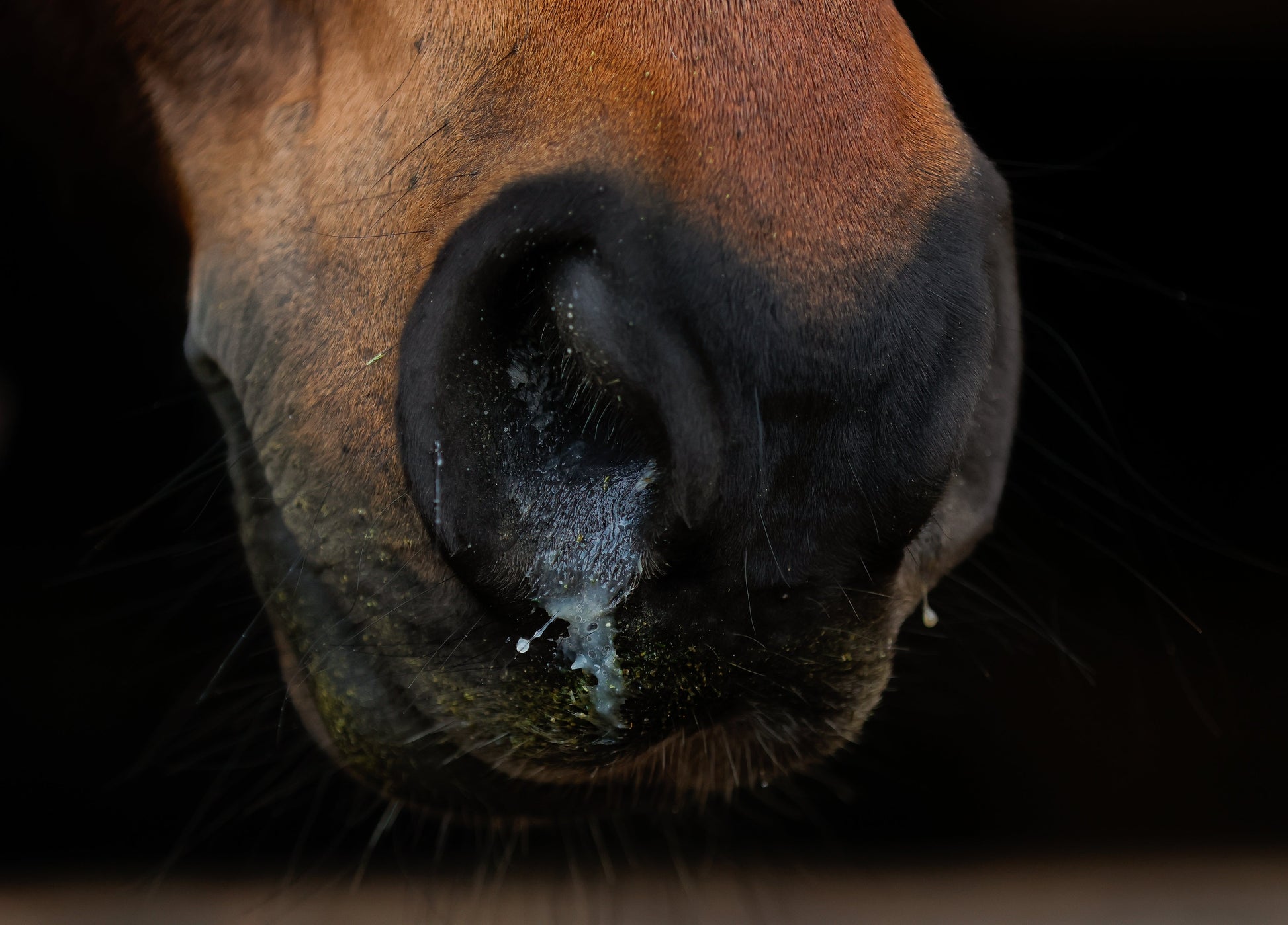 Equine Influenza: What Horse Owners Need to Know