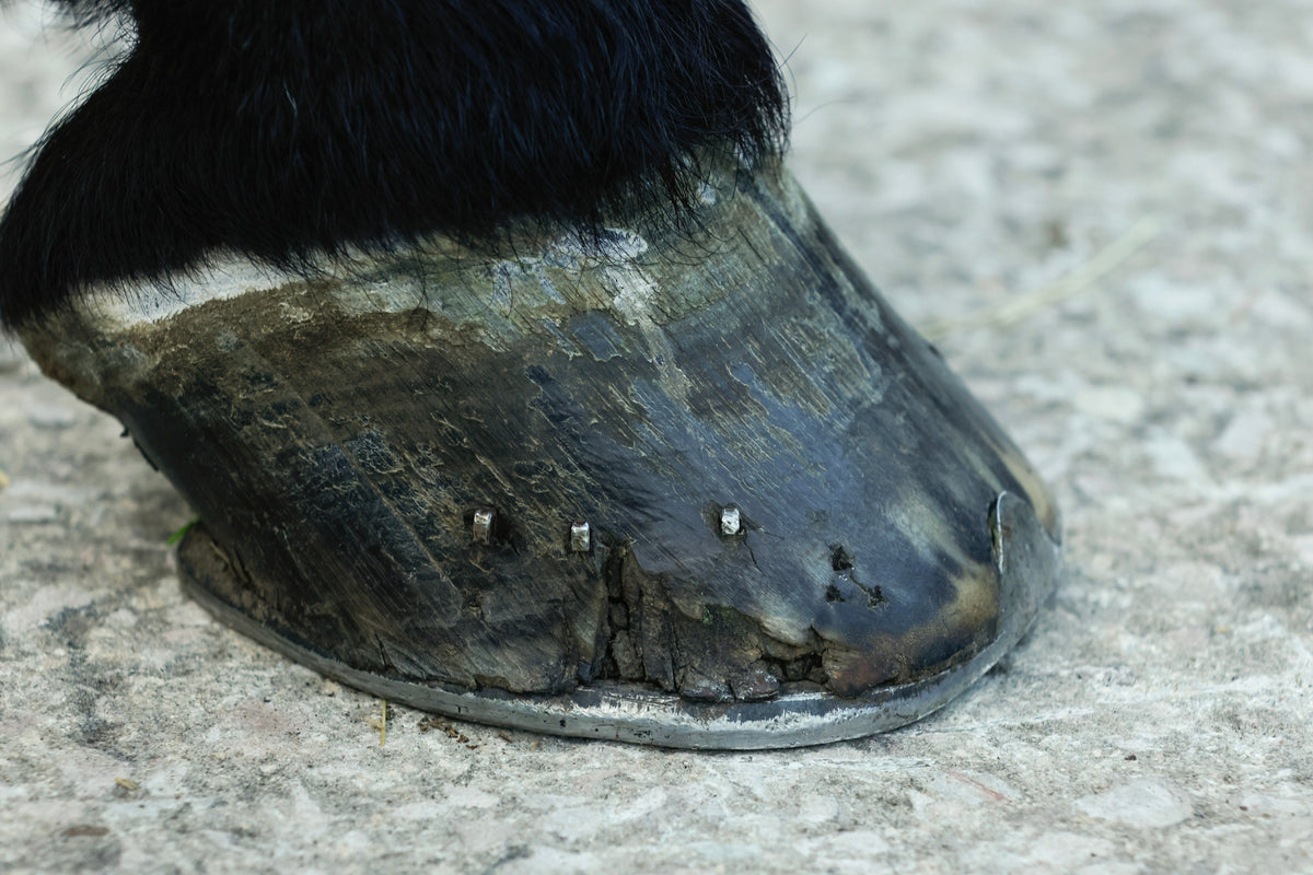 Dry, Cracked Hooves: Protection from the Inside Out