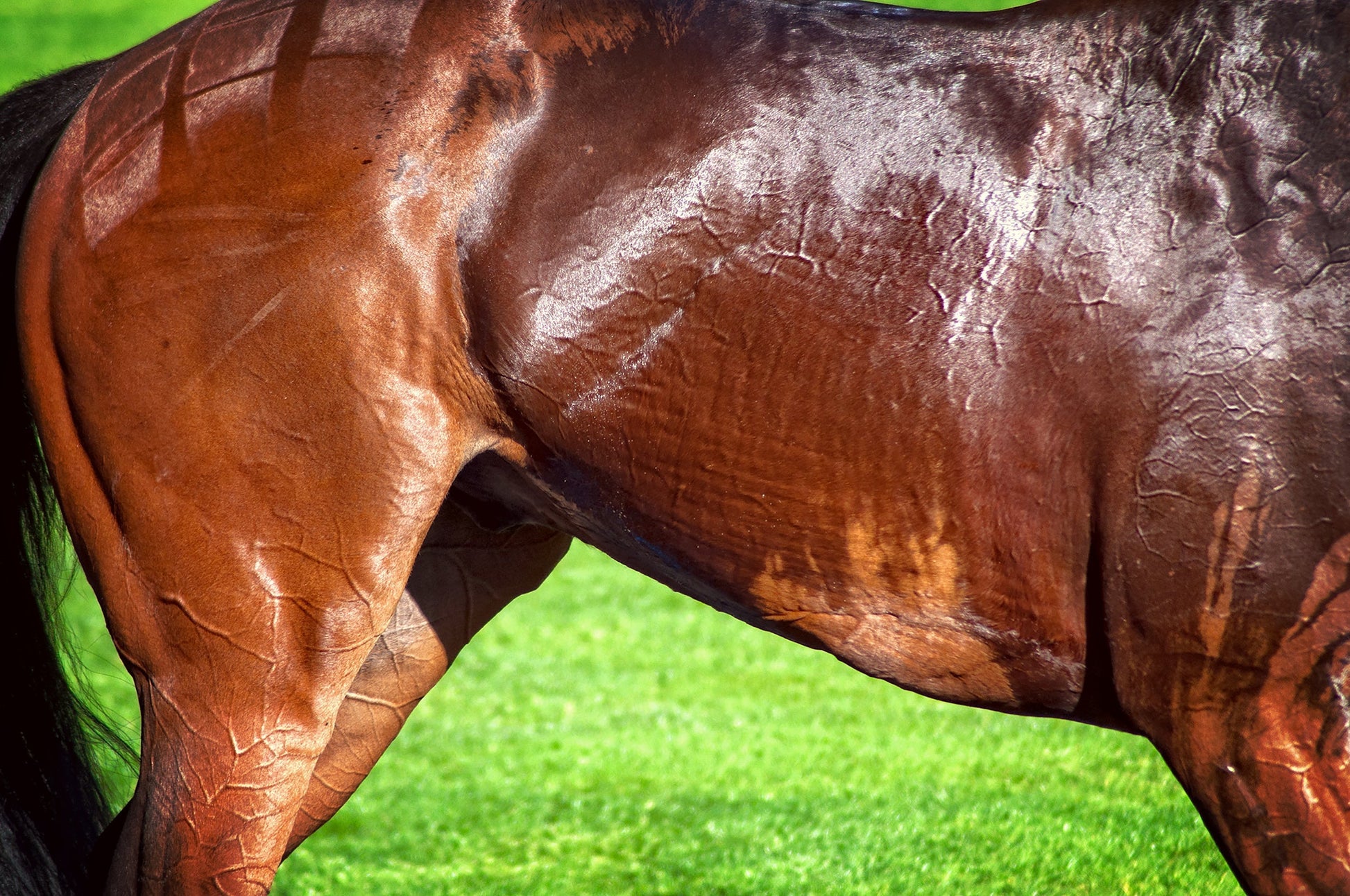 Tying Up in Horses: Causes, Prevention & Nutritional Support for Recurrent Exertional Rhabdomyolysis (RER)