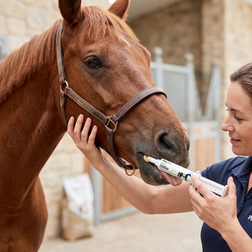 Chillax – Equine Calming Syringe