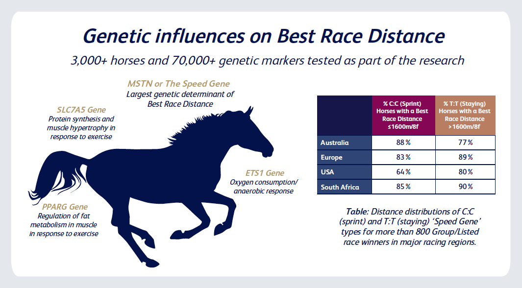 The 'Speed Gene' Is The Main Determinant Of Race Distance - Plusvital